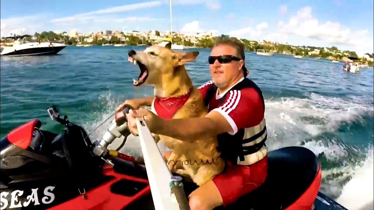 Embedded thumbnail for Top Videos Part 104 on Stern DuTube: Enjoy the Best Funny Cat Videos Compilation