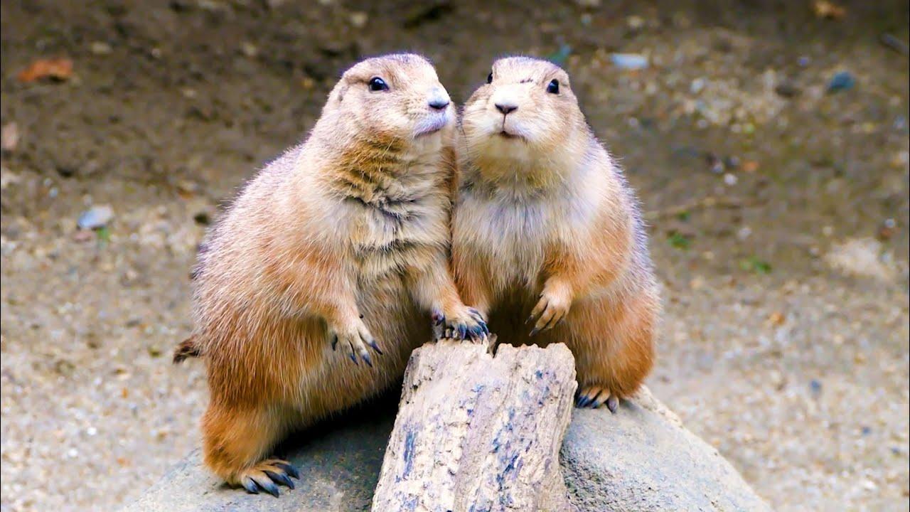 Embedded thumbnail for Top Videos of 2023 Part 3 | Best Moments on Stern DuTube Including Dog Fail Moments