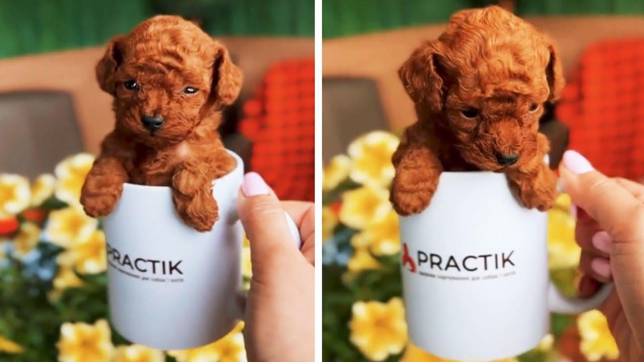 Embedded thumbnail for Best Videos of 2023 Part 69 Featuring Pet Humor 2025 with Stern DuTube