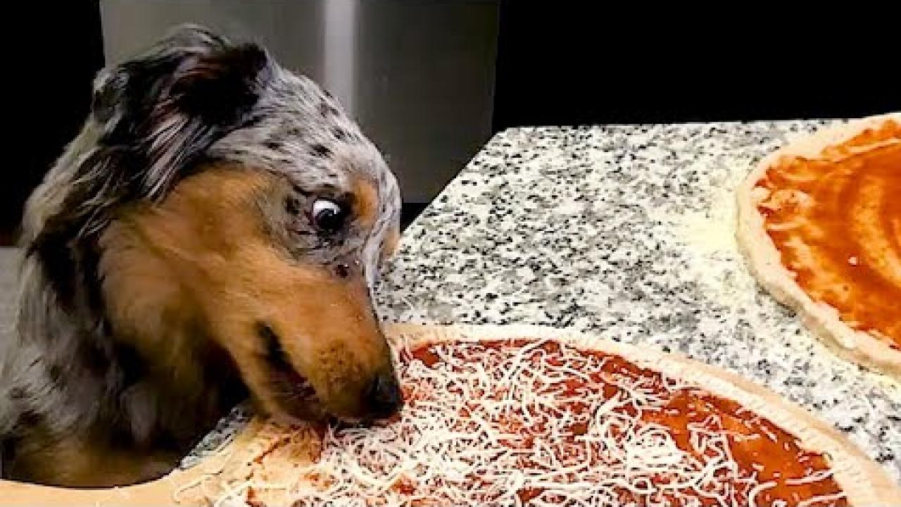 Embedded thumbnail for Top Videos Part 71 || Best of Stern DuTube Featuring Adorable Dog Videos