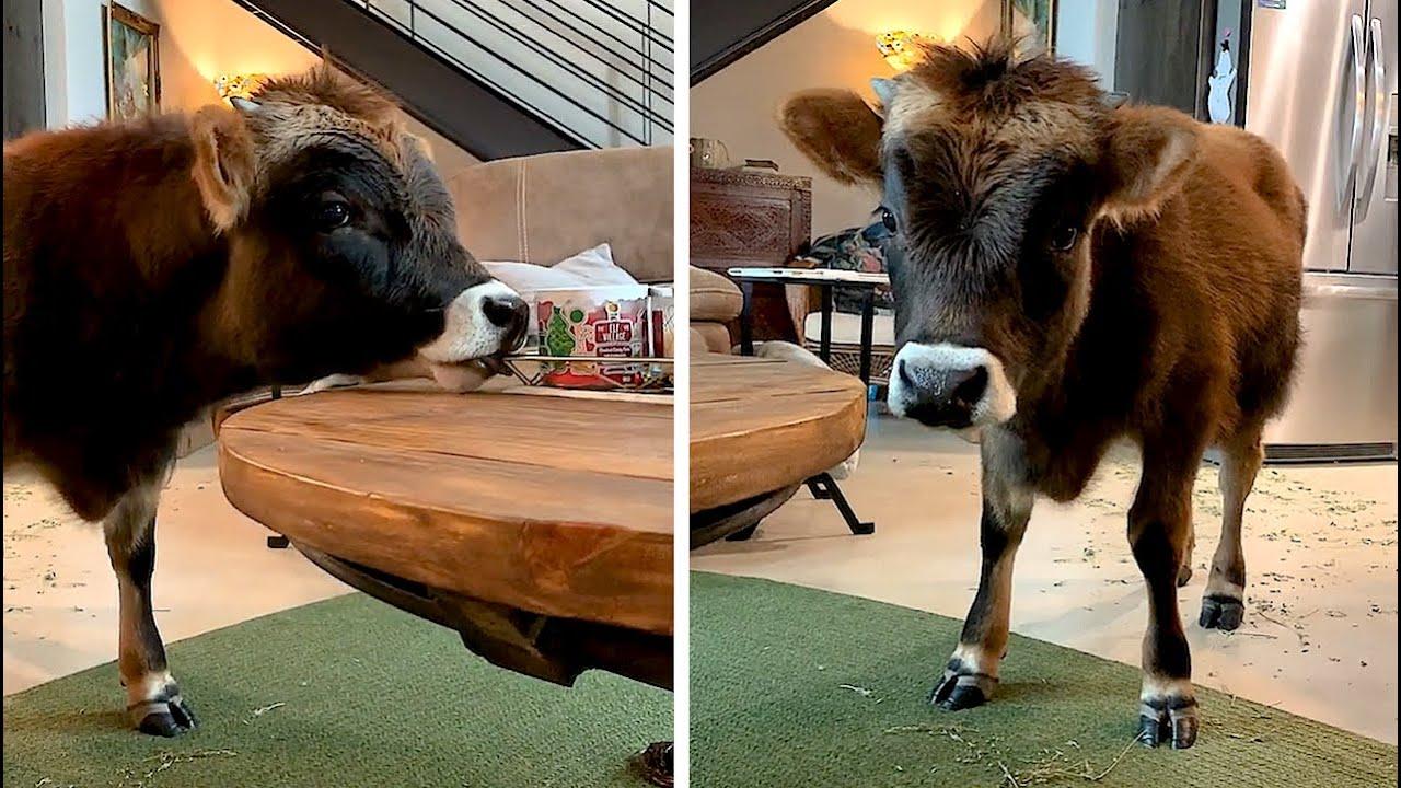 Embedded thumbnail for Die besten Videos Teil 87 | Stern DuTube Compilation with Pet Humor 2025