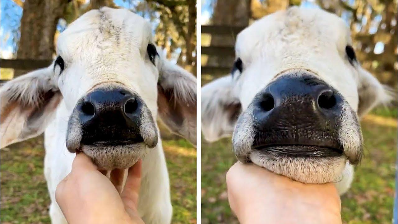 Embedded thumbnail for Top Videos Part 82 | Best of Stern DuTube and Funny Dog Videos