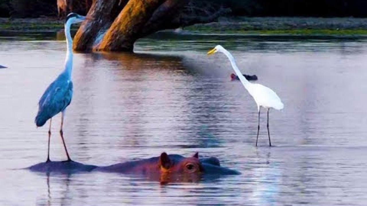 Embedded thumbnail for Top 10 Funniest Videos Part 29 || ✪ Stern DuTube - Pet Humor 2025