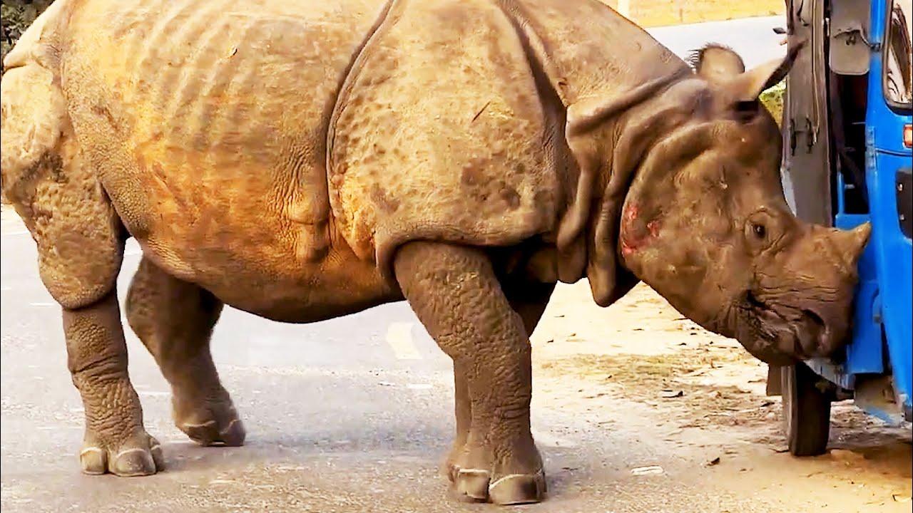 Embedded thumbnail for #52 Die besten Videos aller Zeiten || The Best Videos of All Time