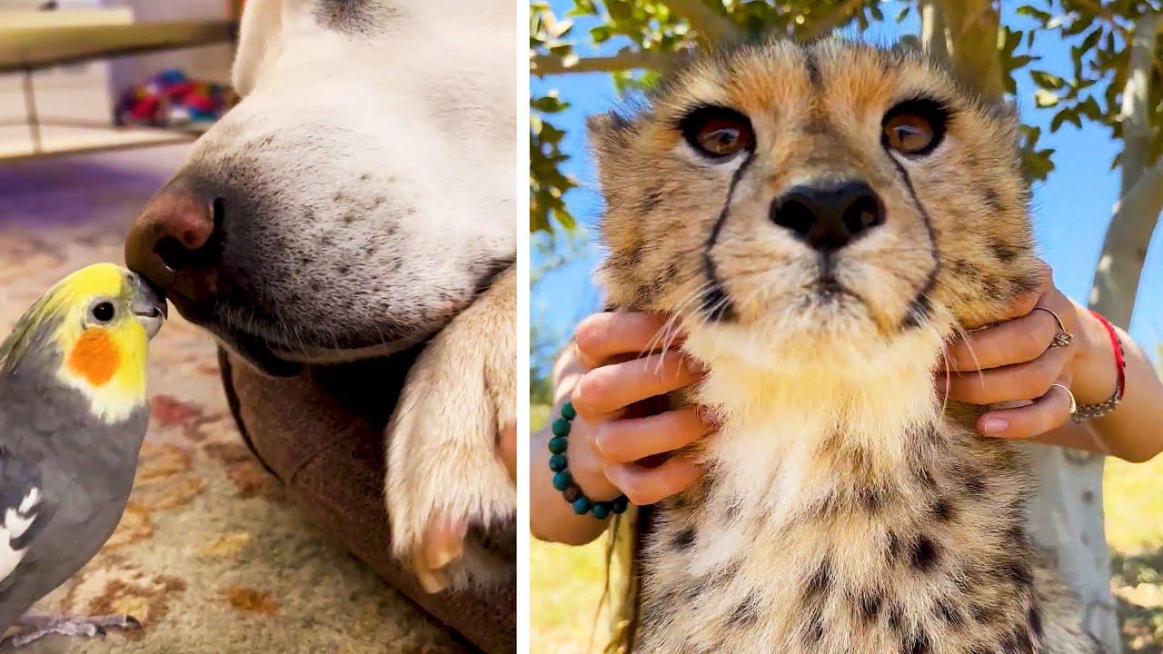 Embedded thumbnail for Best Videos of 2023 Part 53 || ✪ Stern DuTube Rare Moments Compilation