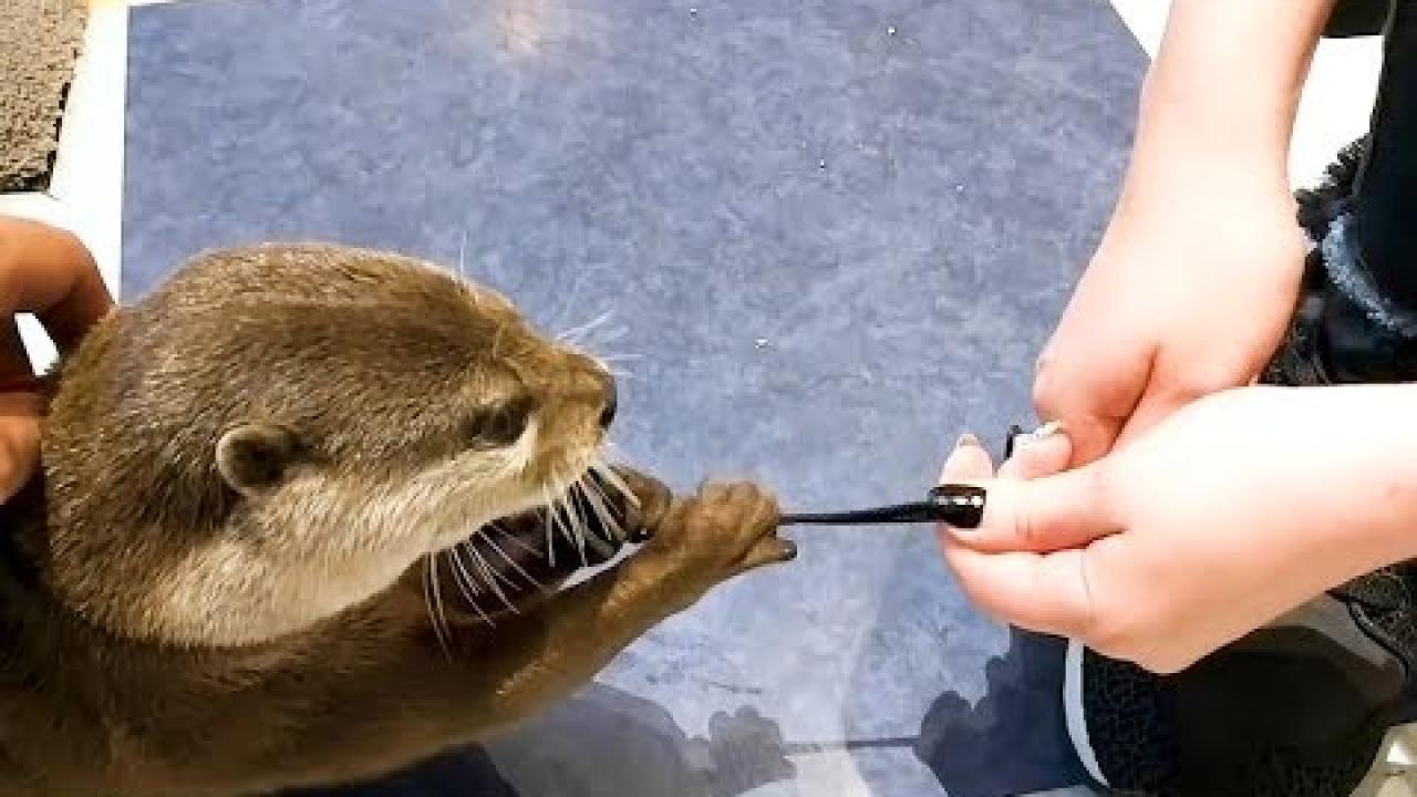 Embedded thumbnail for Best Videos Compilation Part 22 || ✪ Stern DuTube with Pet Humor 2025