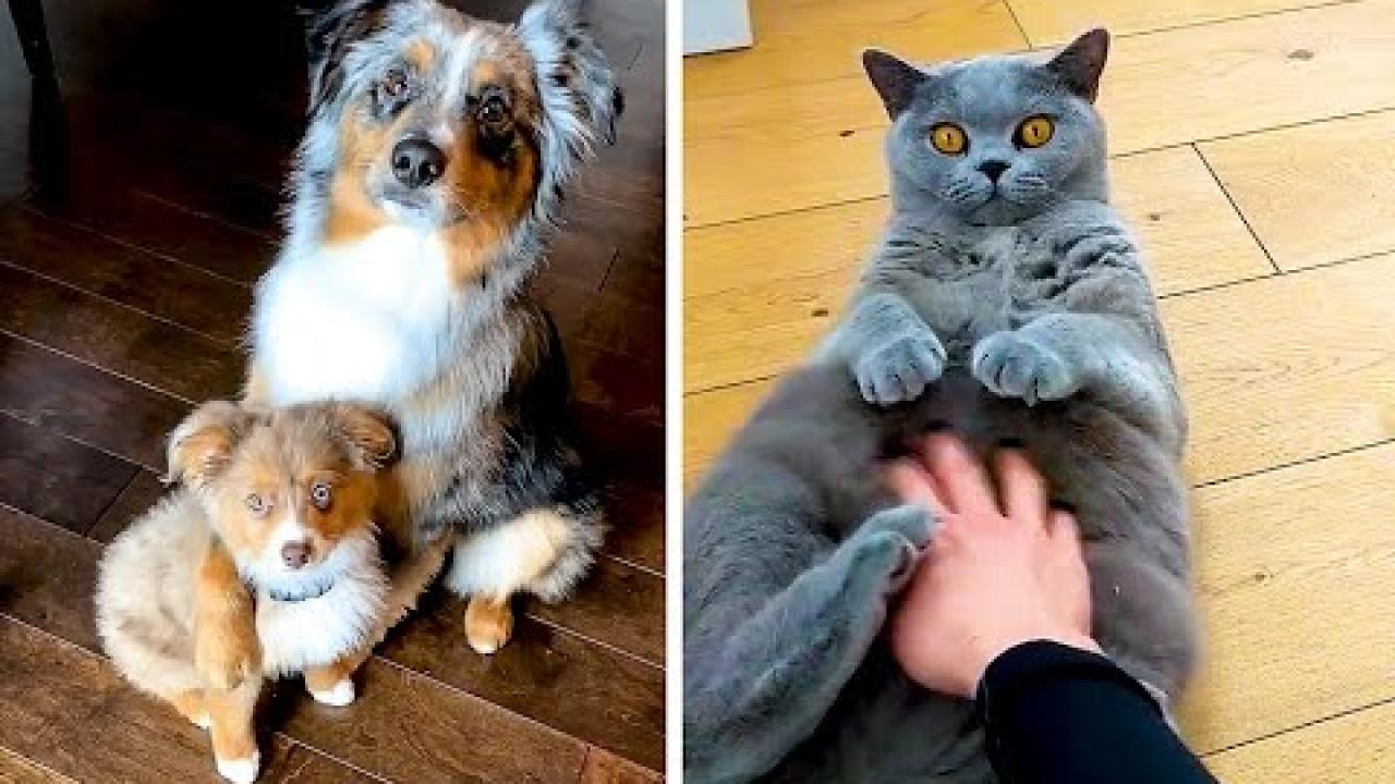 Embedded thumbnail for Top Videos Part 4 - Rare Moments Collection on Stern DuTube