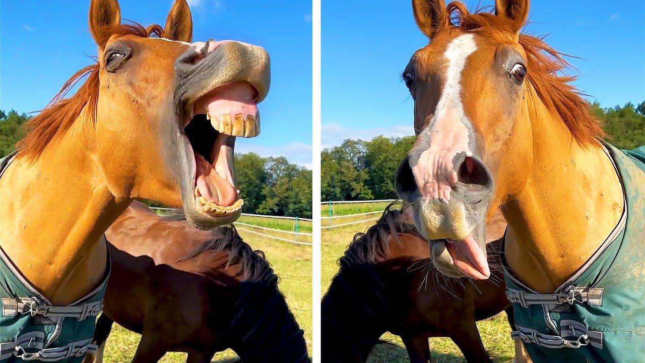 Embedded thumbnail for Die besten Videos 2023 Teil 99 – Lustige Tierblunders auf Stern DuTube