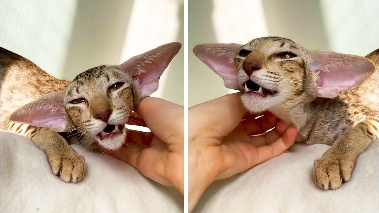 Embedded thumbnail for The Best Videos Part 116 || ✪ Stern DuTube 2025 Viral Pet Videos Compilation