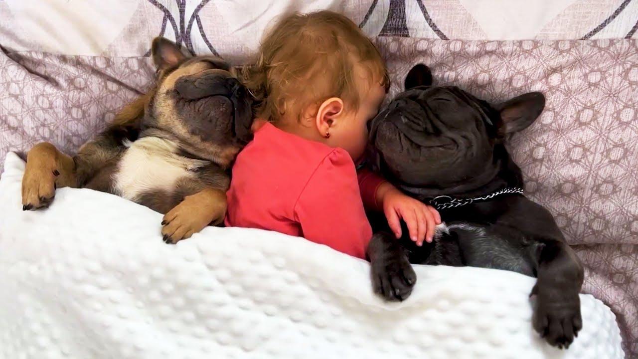 Embedded thumbnail for Die besten Videos aller Zeiten - Die ultimativen Highlights süße Haustier-Momente