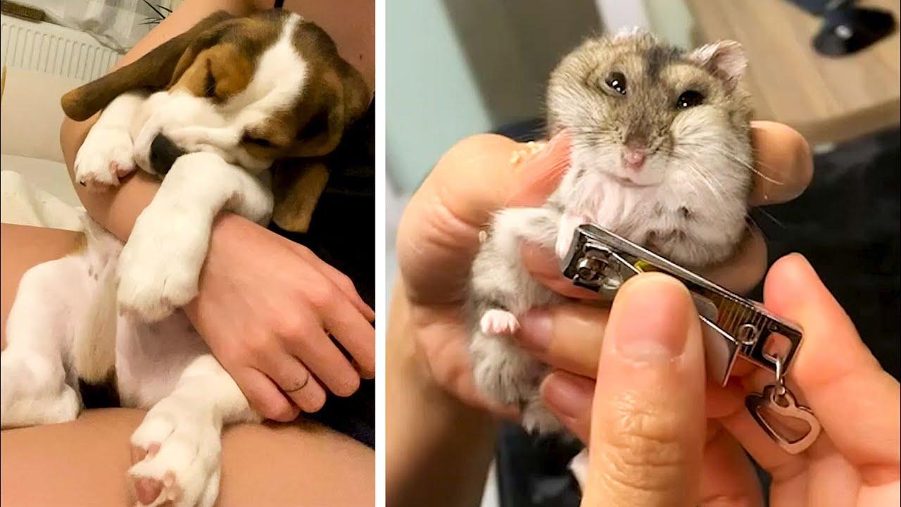 Embedded thumbnail for Top Videos of 2022 Part 11 || ✪ Rare Moments Compilation You Can't Miss