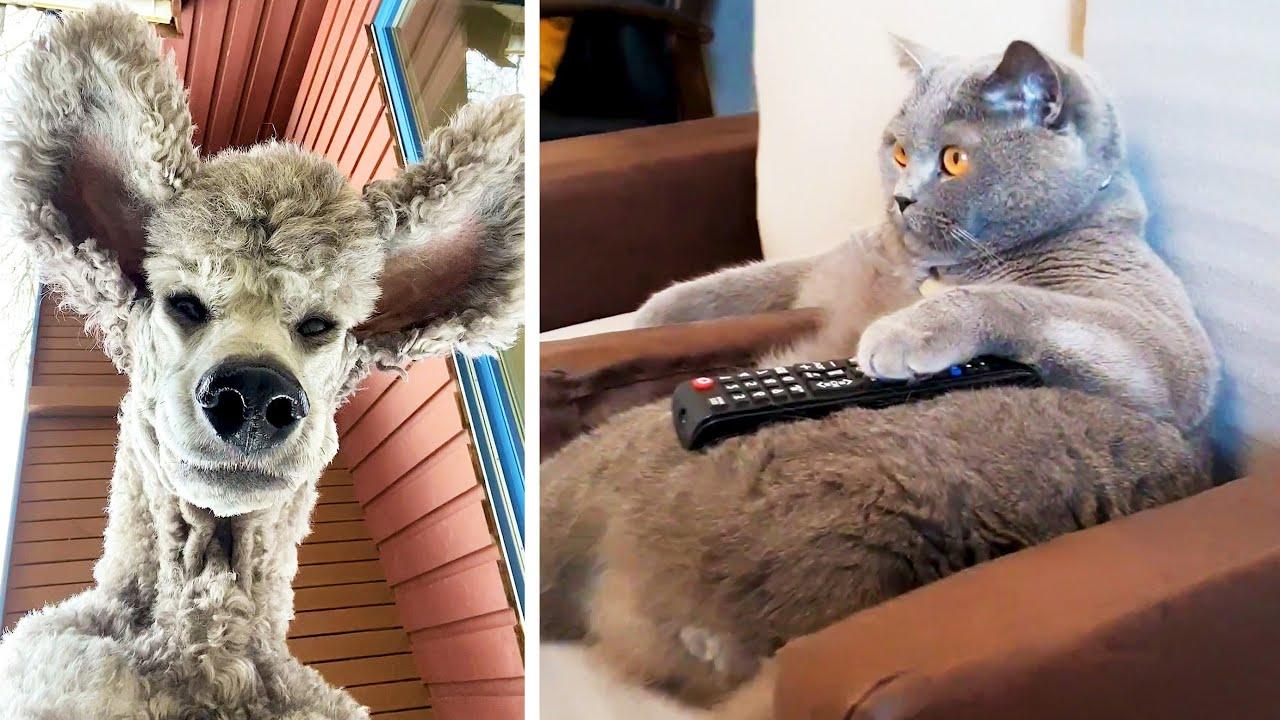 Embedded thumbnail for Die besten Videos 2024 Teil 29 || ✪ Stern DuTube für Haustier-Humor 2025stücke entdecken