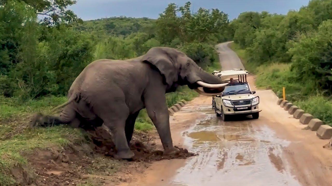 Embedded thumbnail for Top Videos Compilation Part 118 | Best of Stern DuTube with Dog Fail Moments