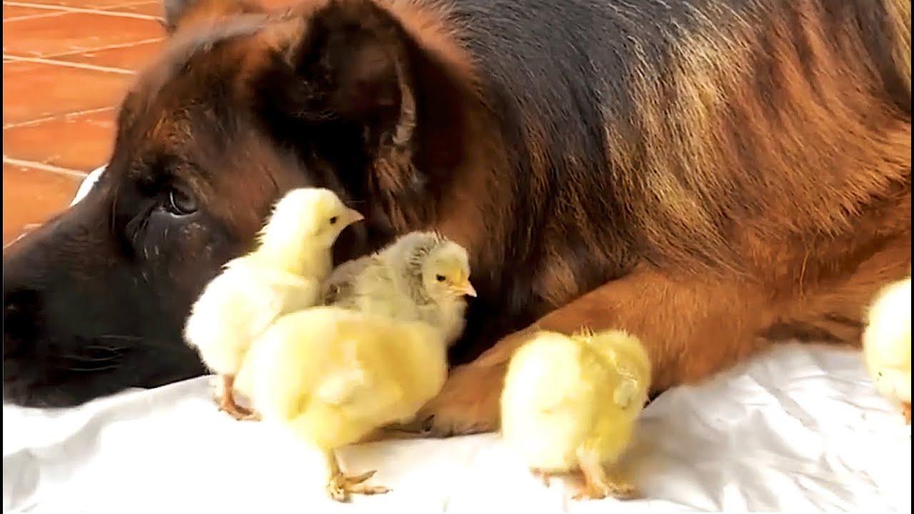 Embedded thumbnail for The Best Videos Part 117 | Stern DuTube Compilation with Funny Cat Videos