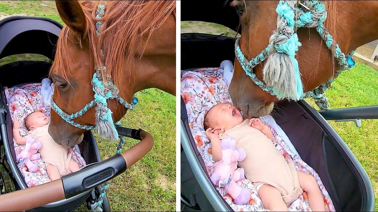 Embedded thumbnail for Die besten Videos 2024 Teil 64 || ✪ Stern DuTube – entzückende Haustier-Reaktionen entdecken