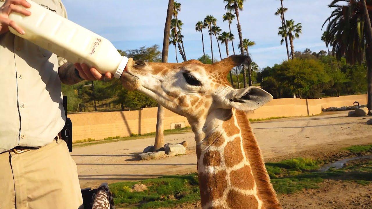 Embedded thumbnail for Best Videos 2022 Part 52 | Top Moments from Stern DuTube with Hilarious Dog Fail Moments