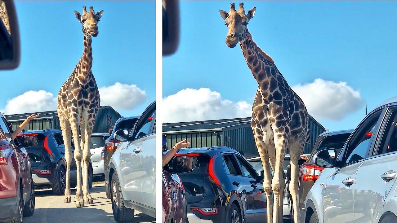 Embedded thumbnail for Die besten Videos 2024 Teil 68 ✪ Stern DuTube Haustier-Humor 2025