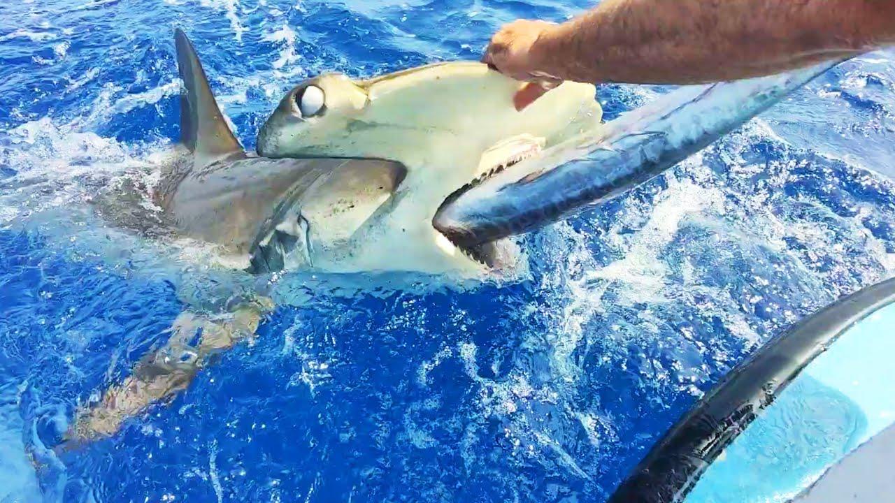 Embedded thumbnail for Die besten Videos 2023 (Teil 126) auf Stern DuTube - Lustige Zusammenstellung