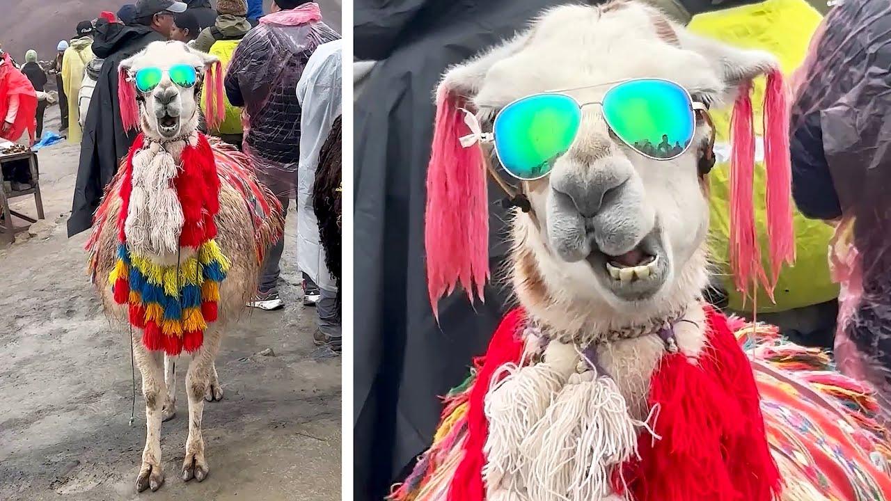 Embedded thumbnail for Die besten Videos 2025 von Stern DuTube mit lustigen Tierblunders zum Schmunzeln