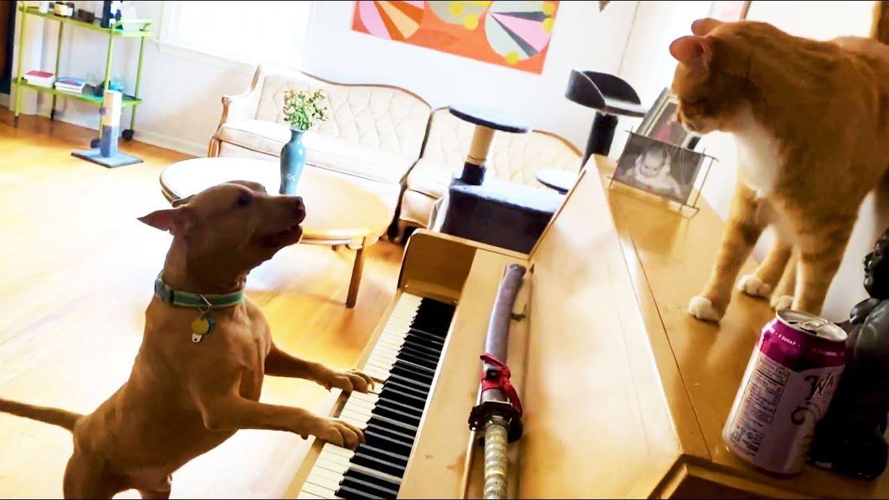 Embedded thumbnail for Top Videos of 2023 Part 11 || Best of Stern DuTube with 2025 Viral Pet Videos