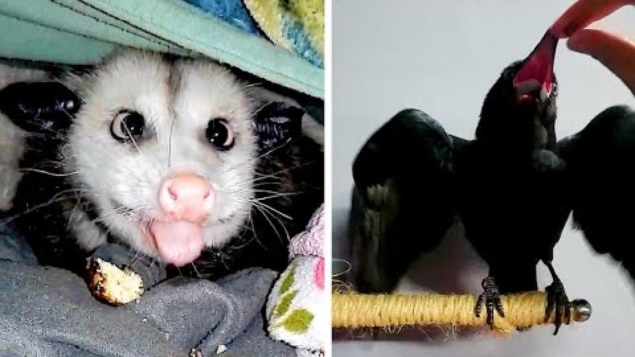 Embedded thumbnail for Top Videos Die Besten Videos Part 17 | ✪ Stern DuTube Best Clips Compilation