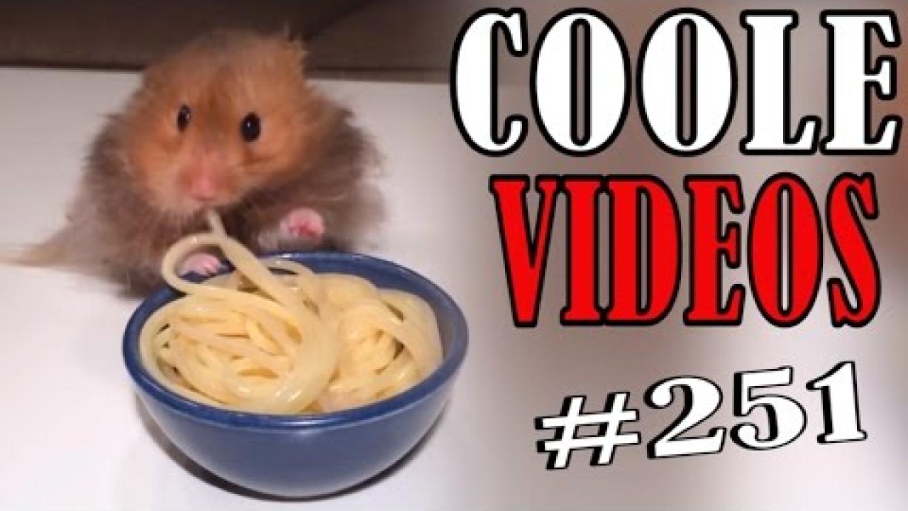 Embedded thumbnail for Cool Videos Compilation Episode 251 | Stern DuTube funny fails epic wins viral clips rare moments