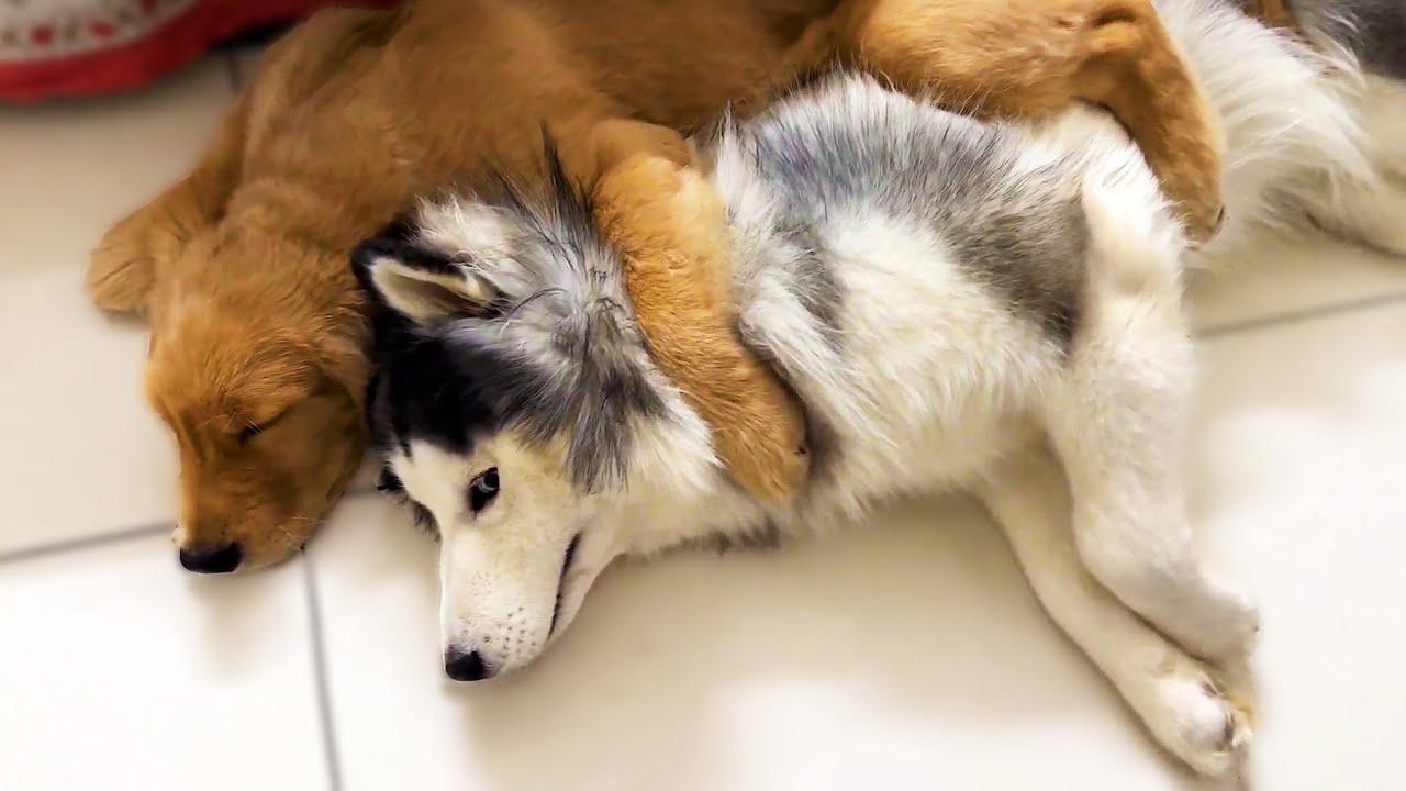 Embedded thumbnail for Die besten Videos 2024 Teil 37 || ✪ Stern DuTube - Ungewöhnliche Momente entdecken