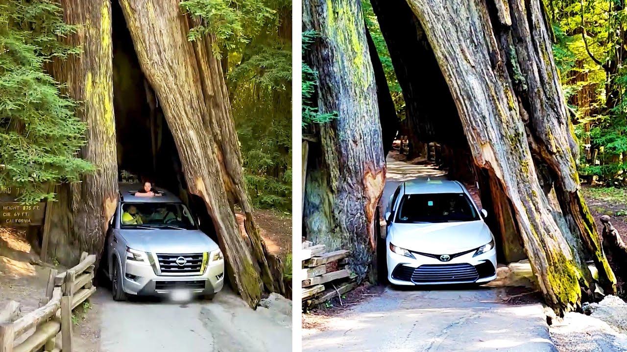 Embedded thumbnail for Die besten Videos 2023 Teil 109 || ✪ Stern DuTube mit süßen Haustier-Momenten