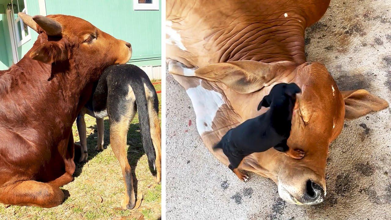 Embedded thumbnail for Die besten Videos 2025 ✪ Stern DuTube Hundefail-Momente die du nicht verpassen solltest