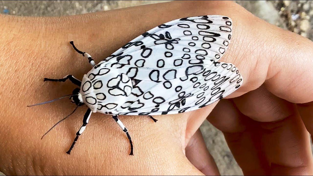 Embedded thumbnail for Die besten Videos 2024 (Teil 35) || ✪ Stern DuTube - entzückende Haustier-Reaktionen erleben