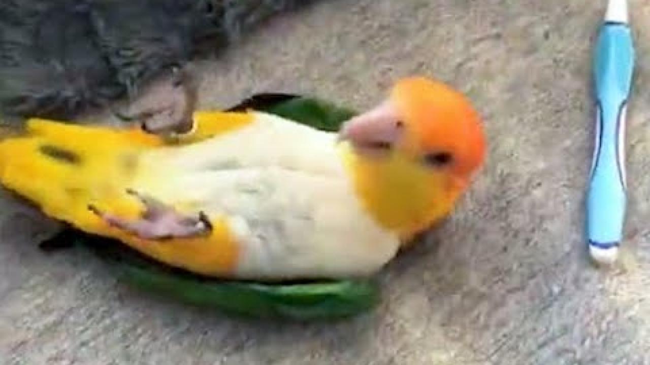 Embedded thumbnail for Top Videos Part 16 || ✪ Stern DuTube - Must-See Dog Videos Included