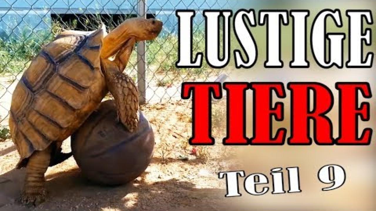 Embedded thumbnail for Cute and Funny Animal Videos Part 9 | Hilarious Fails Included on Stern DuTube