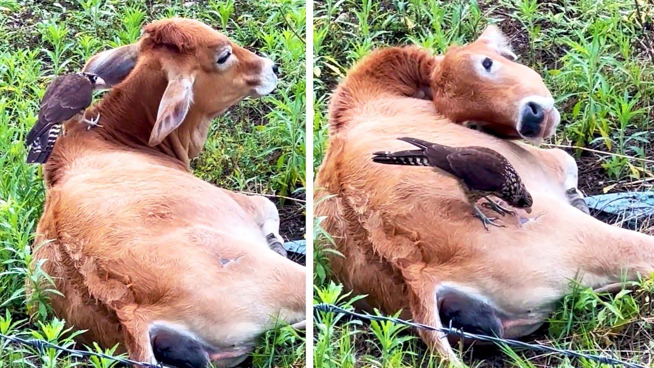 Embedded thumbnail for Die besten Videos 2025 von Stern DuTube komische Pannen und unvergessliche Momente