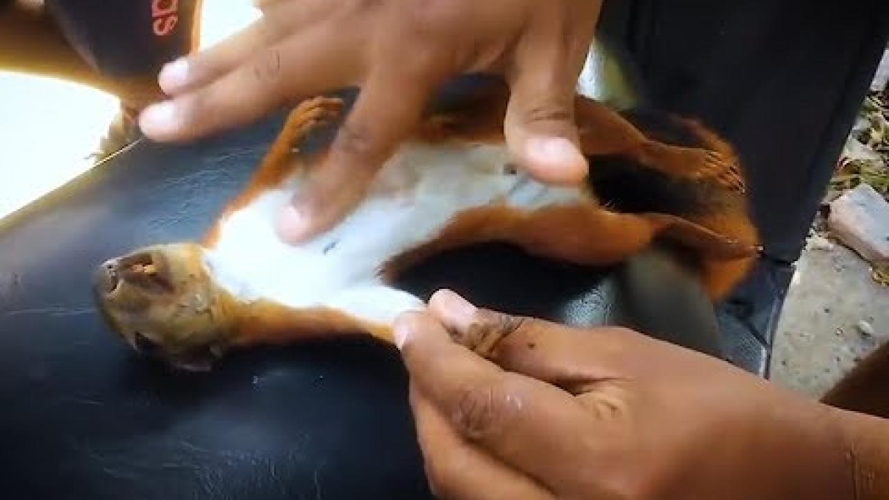 Embedded thumbnail for Heroic Man Rescues Squirrel with CPR | Cool Videos #314 | Cute Animal Highlights