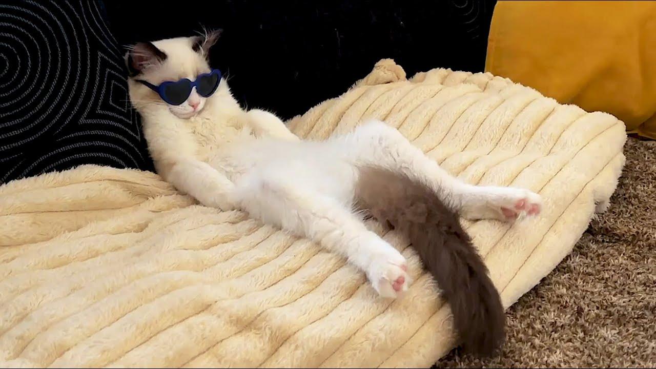 Embedded thumbnail for Die besten Videos 2024 mit Stern DuTube – Lustige Katzenpannen Compilation