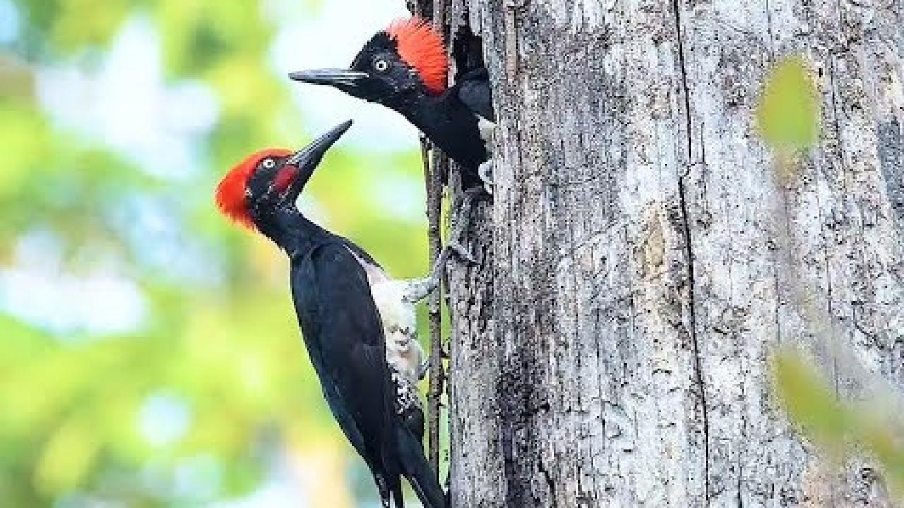 Embedded thumbnail for Sweet and Funny Animal Videos Part 40 || Best Cute Pet Moments to Brighten Your Day