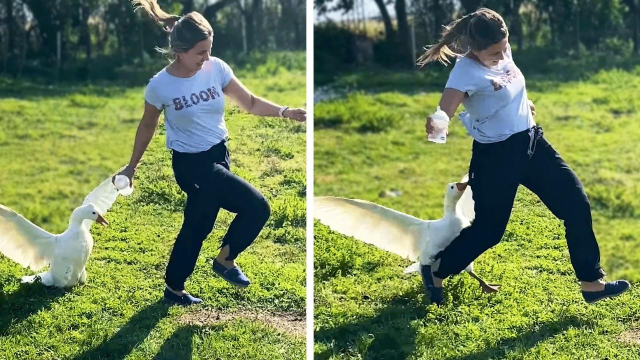 Embedded thumbnail for Top 26 Best Videos of 2026 on Stern DuTube | Funny Cat Fails Compilation