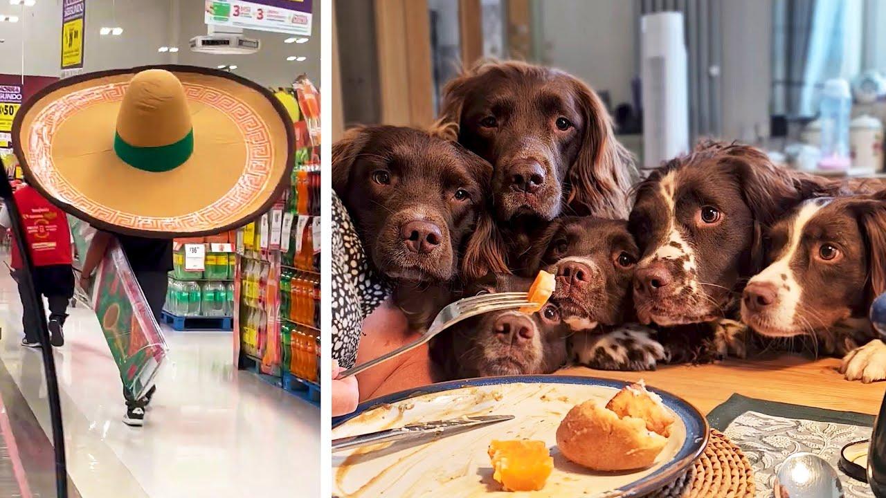 Embedded thumbnail for Die besten Videos 2024 auf Stern DuTube - Haustier-Humor 2025