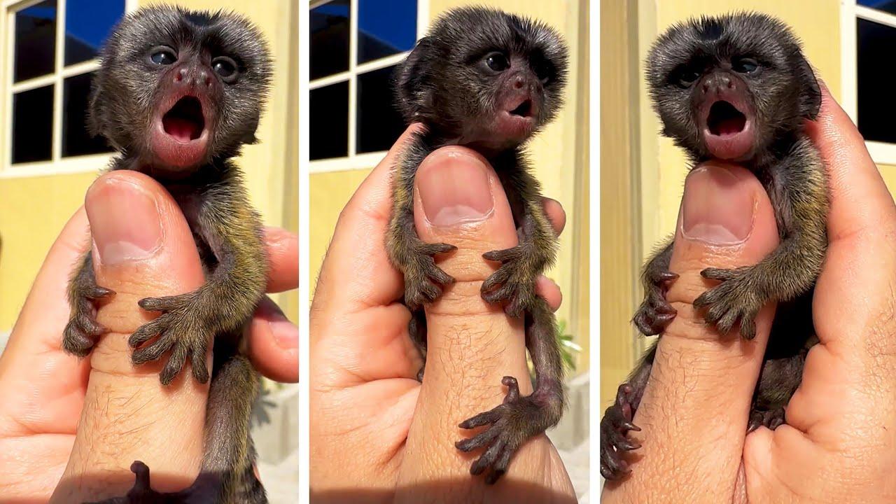 Embedded thumbnail for Die besten Videos 2023 Teil 125 - Stern DuTube mit süßen Haustier-Momenten