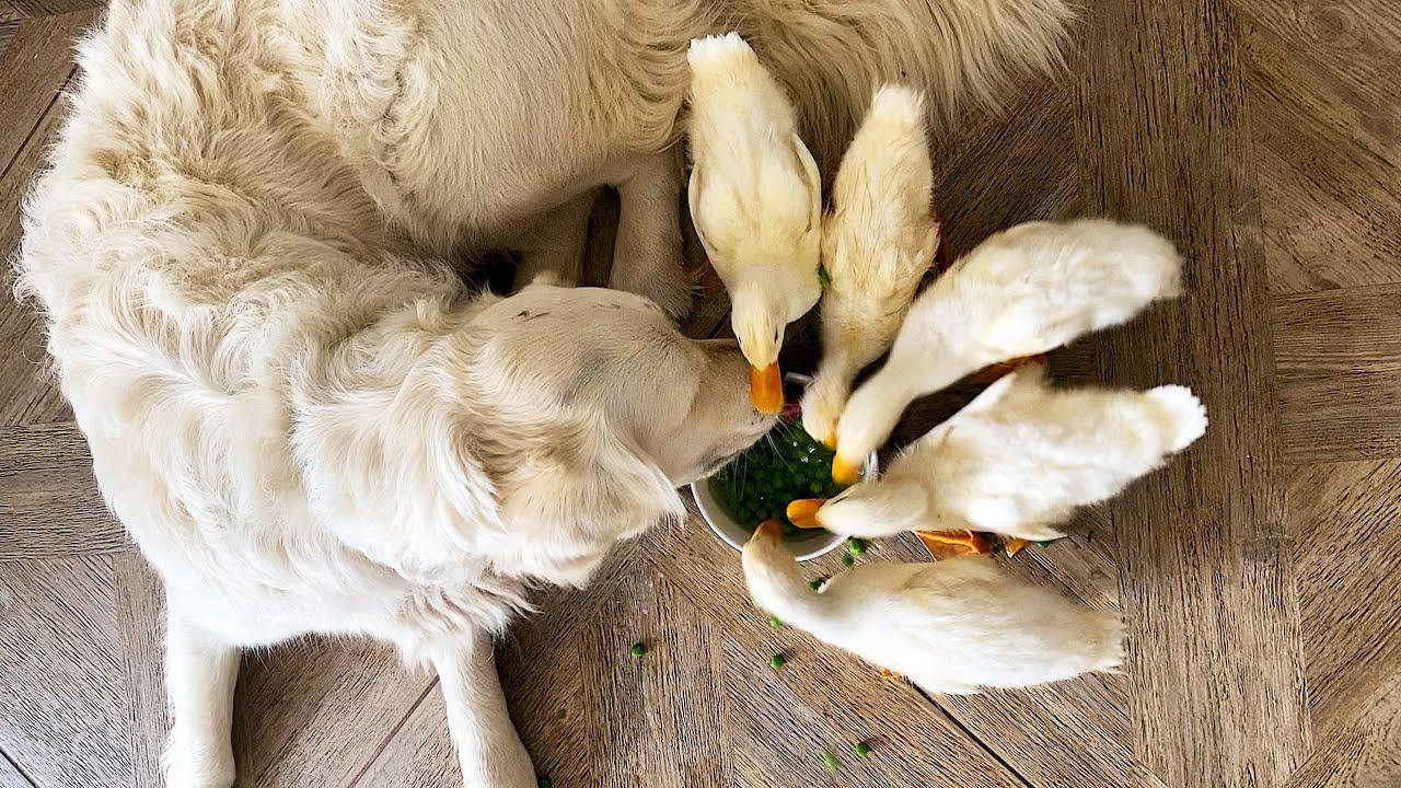 Embedded thumbnail for Die besten Videos 2024 Teil 41 || Stern DuTube lustige Katzenvideos für jeden Katzenliebhaber