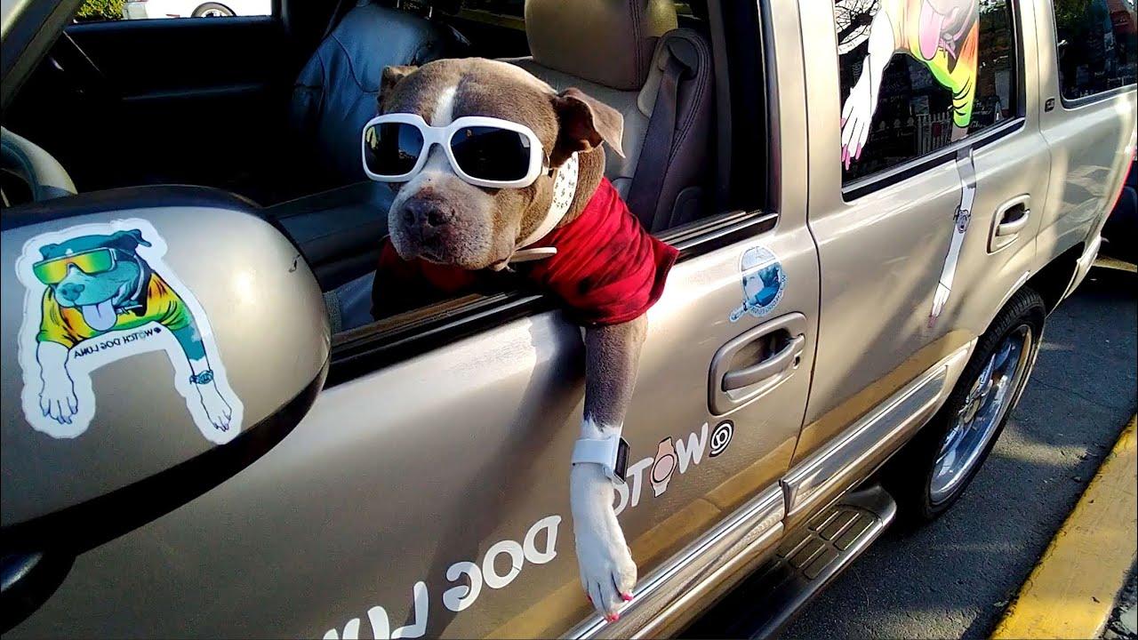 Embedded thumbnail for Top Videos Compilation Part 103 || Best of Stern DuTube 2025 Viral Pet Videos