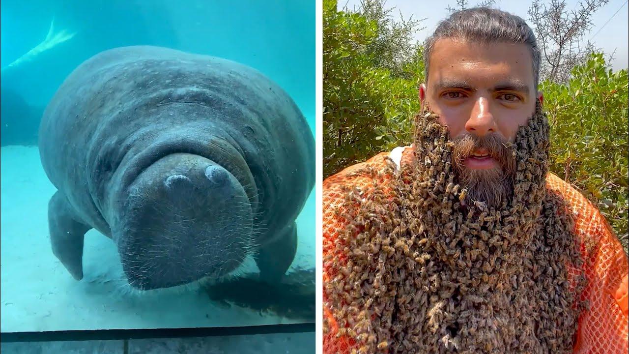 Embedded thumbnail for Top Videos of 2022 Part 81 || Best Dog Fail Moments You Can't Miss