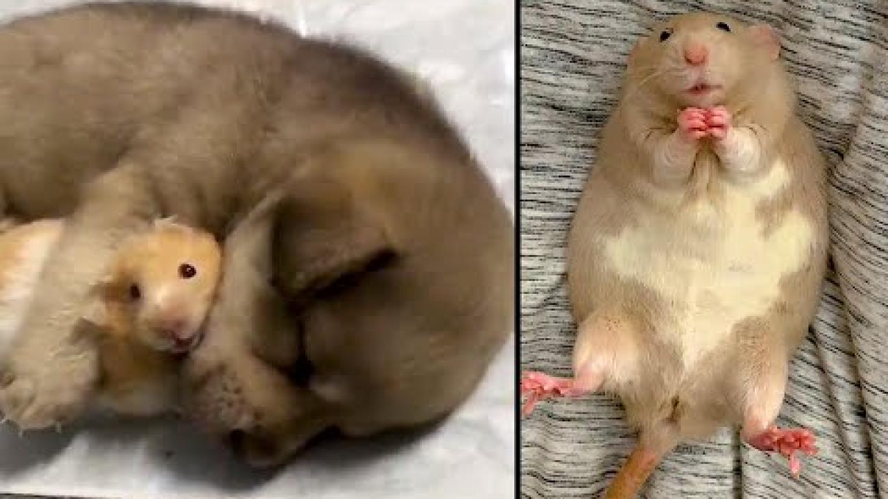 Embedded thumbnail for Best Videos Part 24 || ✪ Stern DuTube Featuring Amazing Dog Videos