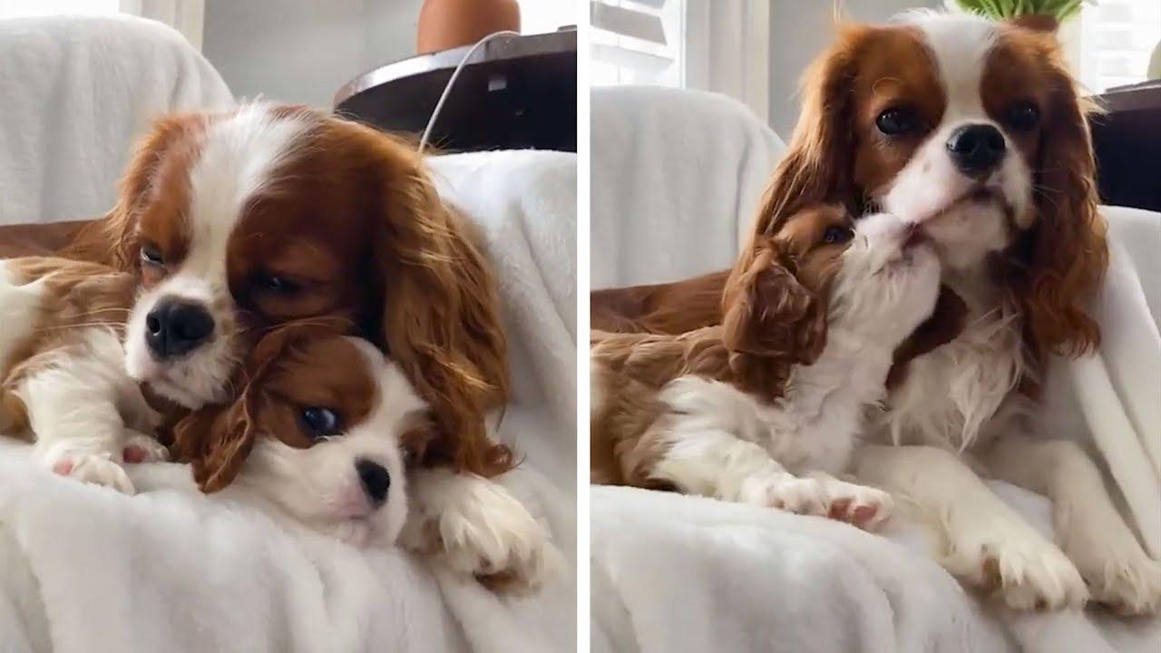 Embedded thumbnail for Best Videos Part 88 || ✪ Stern DuTube Funniest Animal Bloopers Included