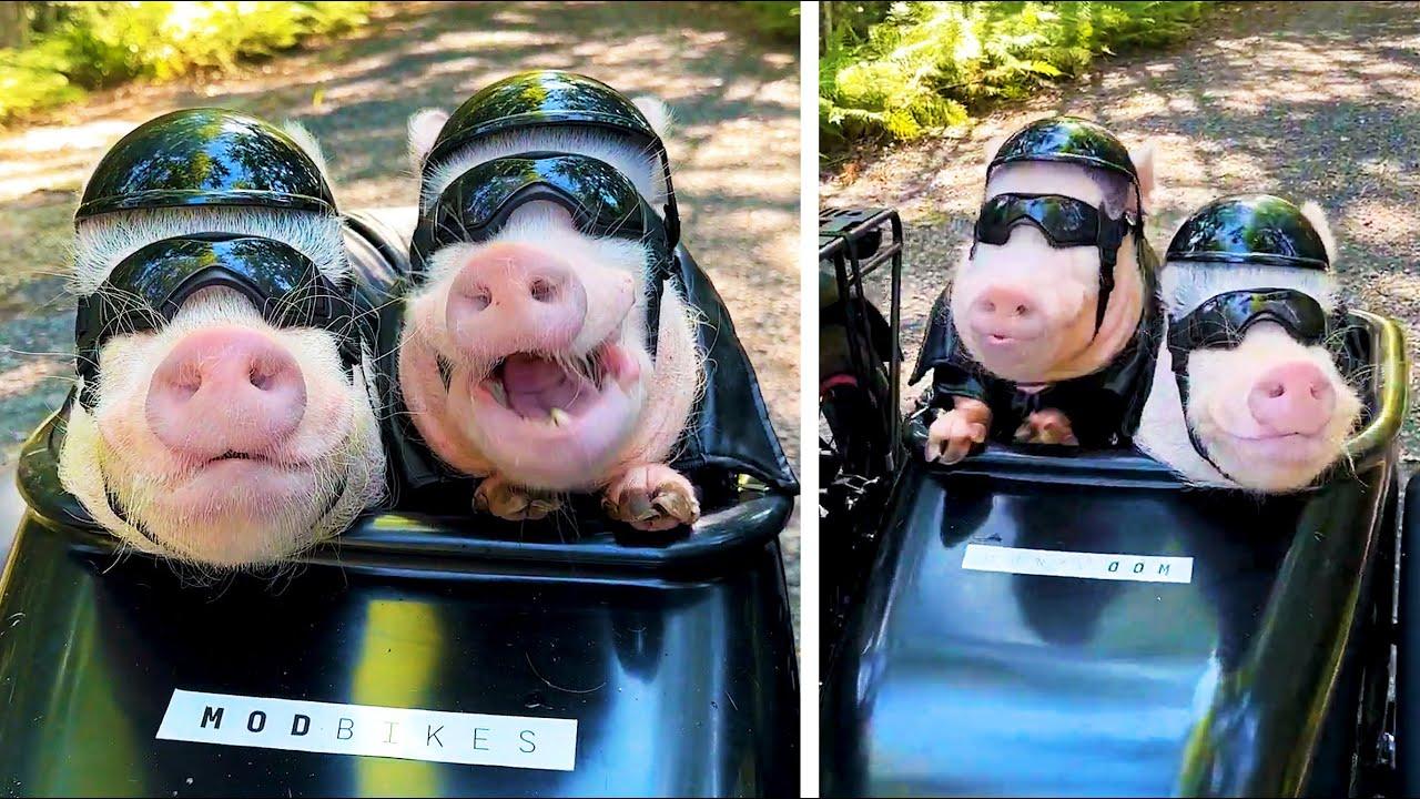 Embedded thumbnail for Die besten Videos aller Zeiten: Eine lustige Zusammenstellung der unvergesslichsten Momente