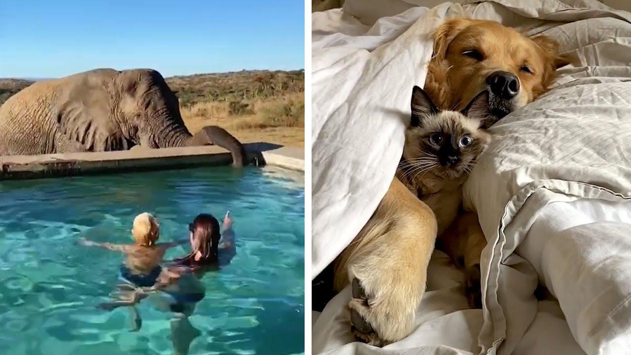 Embedded thumbnail for Top Videos of 2022 Part 16 || ⭐️ Stern DuTube with 2025 Viral Pet Videos