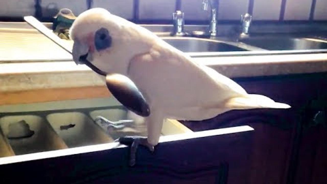 Embedded thumbnail for Top Videos Compilation Part 21 || Best Moments from Stern DuTube | Must Watch Clips