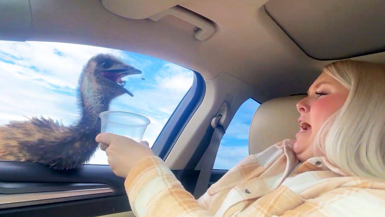 Embedded thumbnail for #42 Die besten Videos 2025 || ✪ Stern DuTube