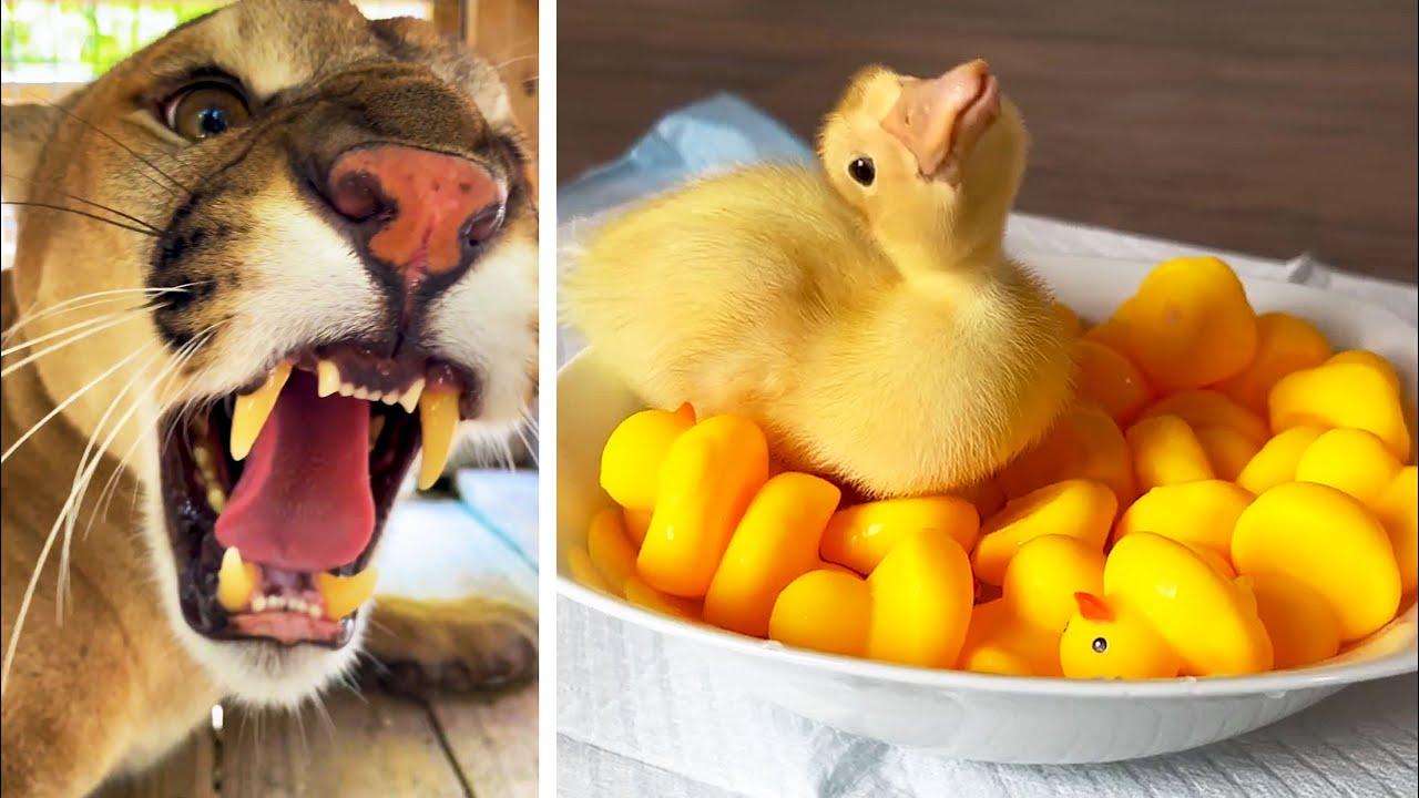 Embedded thumbnail for Best Videos of 2023 Part 80 || ✪ Stern DuTube - Watch the Viral Videos Collection Now!