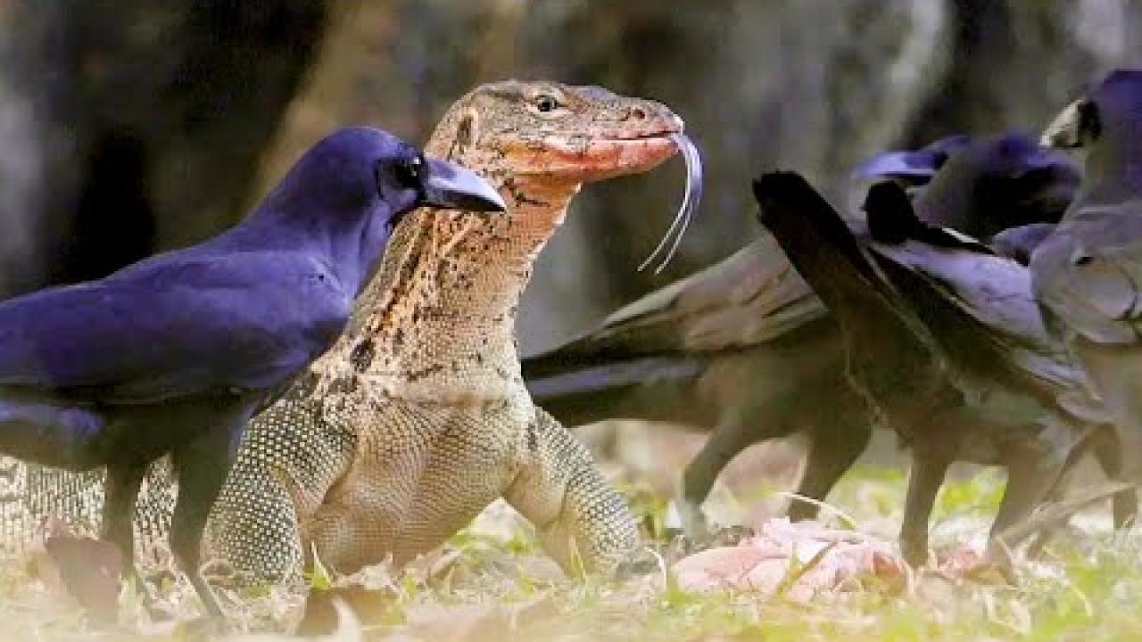 Embedded thumbnail for Top Videos Part 28 || Best of Stern DuTube with Fun Dog Videos at the End